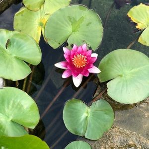 Meet your Posher, Wendy